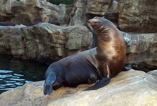 Seals love to pose!-seal.jpg