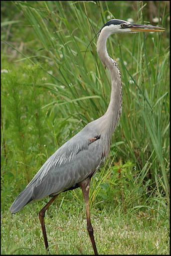 GBH with D70-gbh.jpg