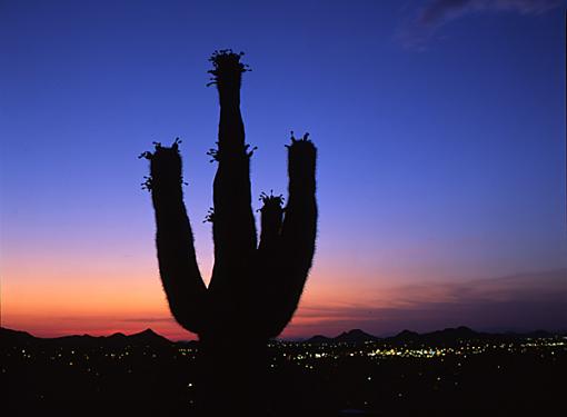 More predictable, boring cactus pictures.-sunset-cactus.jpg