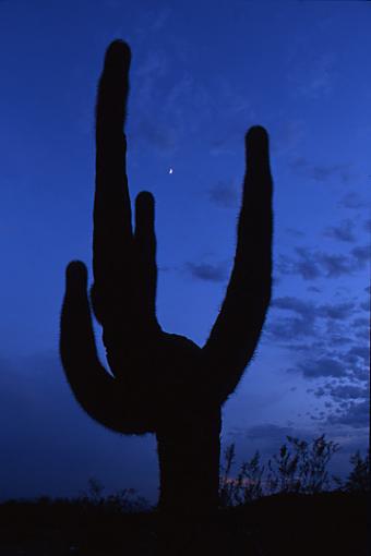 More predictable, boring cactus pictures.-fingers.jpg