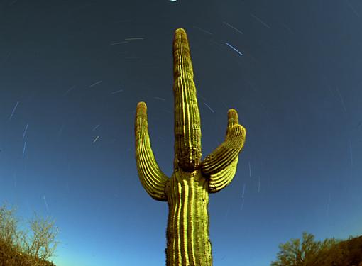 More predictable, boring cactus pictures.-star-cactus-2.jpg