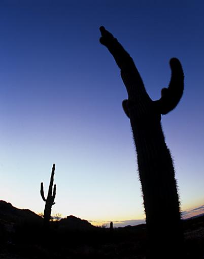 More predictable, boring cactus pictures.-cactus-fisheye.jpg