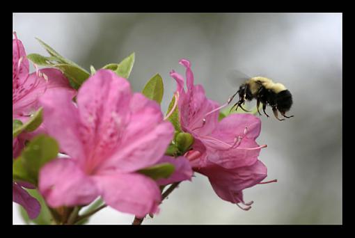 my first BEE capturing!-bee1_cropped_filtered_levels_unsharp_lowres.jpg