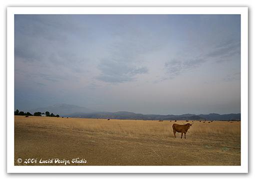 While out shooting the mooos....-cowinpasture.jpg