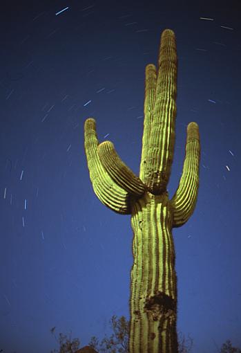 Kinda like Loren,-cactus1.jpg