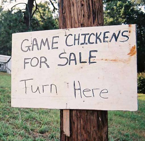 Chicken signs-chickens01s.jpg