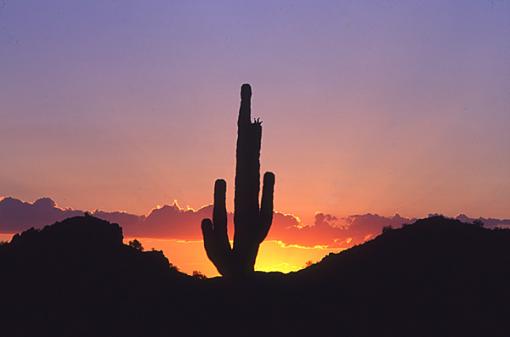 Who would be Interested-rays-cactus.jpg