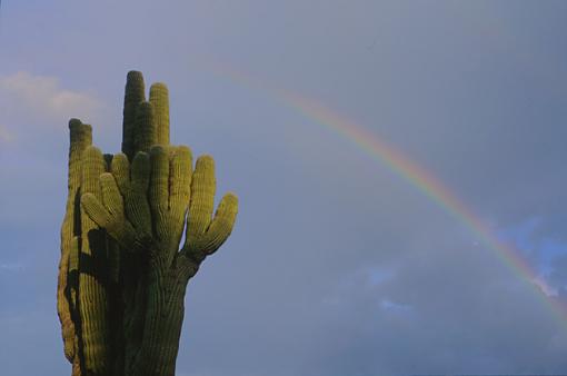 Preliminary Vote: For interest sakes-rainbow-cactus.jpg