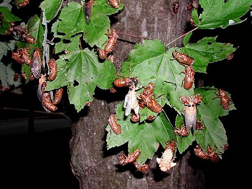 Cicadas-cicadas.jpg