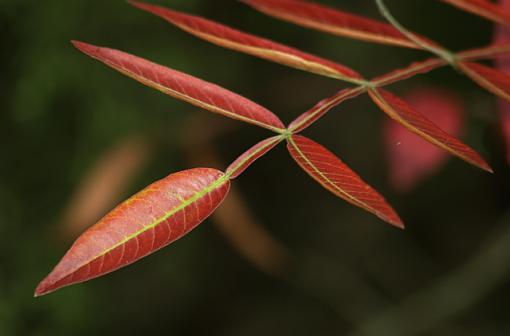 Lessons Learned-red-leaves.jpg