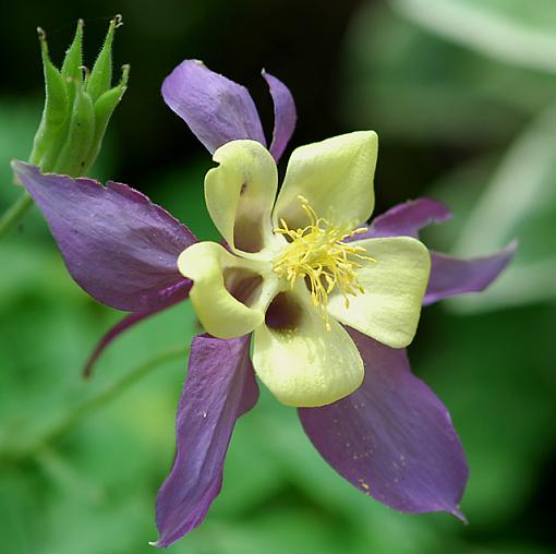 Lunch Time Follies-last-columbine.jpg