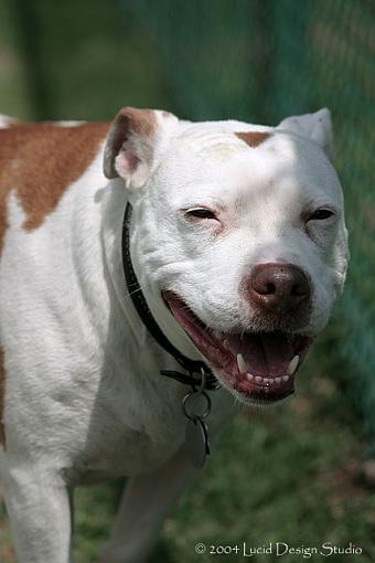 dog days-pitbull.jpg