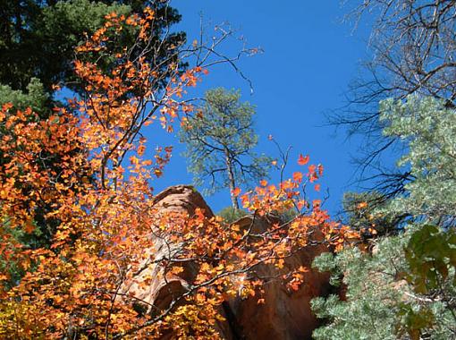 Could it be?  Fall colors in Arizona?!-tree-2.jpg