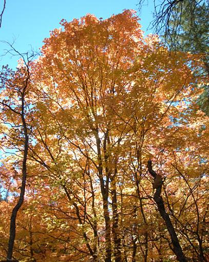 Could it be?  Fall colors in Arizona?!-tree.jpg