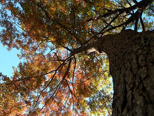 Cousin's Wedding-tree.jpg