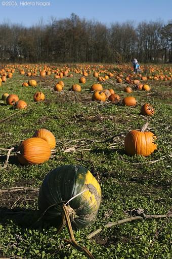 Post yer Pumpkins here-pumpkin-patch-2.jpg