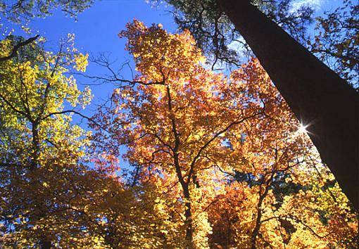 Could it be?  Fall colors in Arizona?!-oak-creek-1.jpg