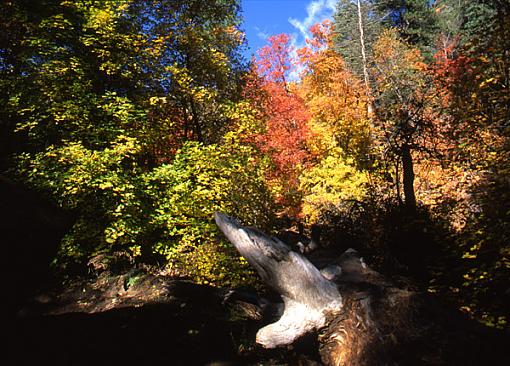 Could it be?  Fall colors in Arizona?!-oak-creek-2.jpg