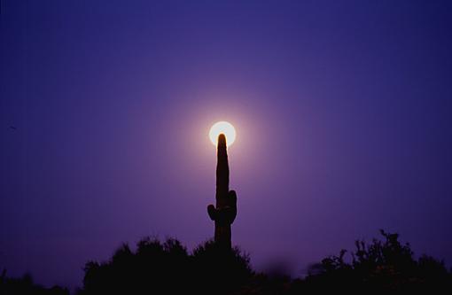 Whatcha think?-moon-cactus-3b.jpg