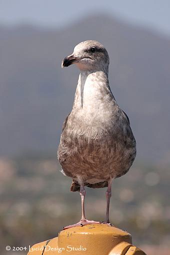 It was a Santa Barbara kind of day...-seagull.jpg