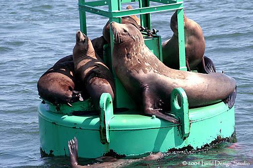 It was a Santa Barbara kind of day...-sealions.jpg