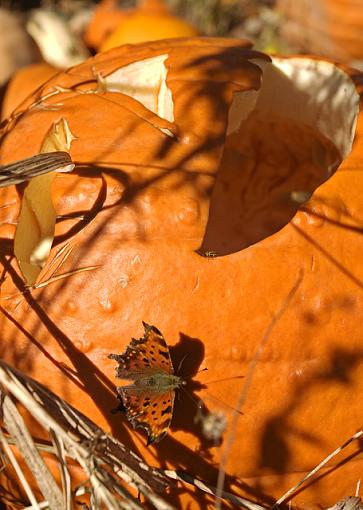 Post yer Pumpkins here-pumpkin-patch-3.jpg