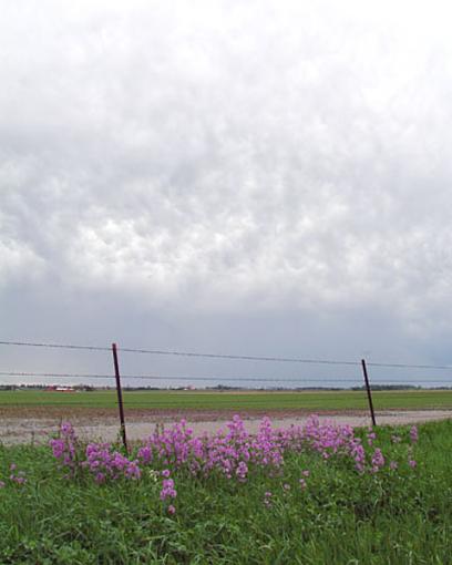 A couple from over the weekend-fence.jpg