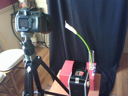 The Camilli Lily-setup_1.jpg