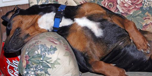 Lazy Mutt....-js060190.jpg