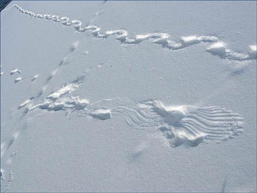 Bird Challenge for Paul and AsylumSteve-tracks-1s.jpg