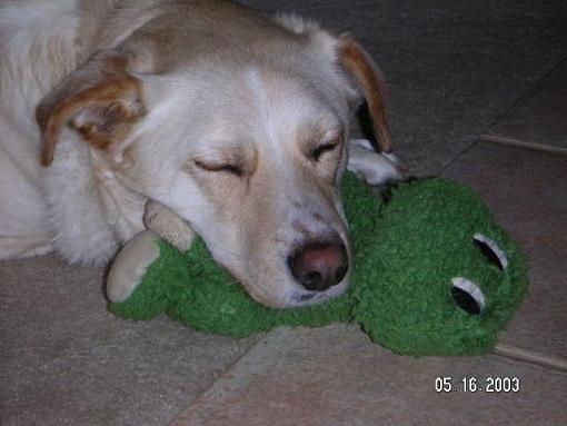 A Dog and her Frog-dogfrog2.jpg