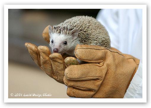 50mm f/1.8 Lens War Thread-hedgehog.jpg