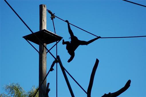 Went to the Oakland Zoo today...(lots of pics)-dsc_3139-small-.jpg