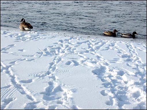 Bird Challenge for Paul and AsylumSteve-tracks-goose-mallardss.jpg