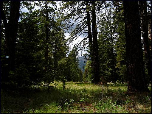 Memorable Flagstaff-flagtree.jpg