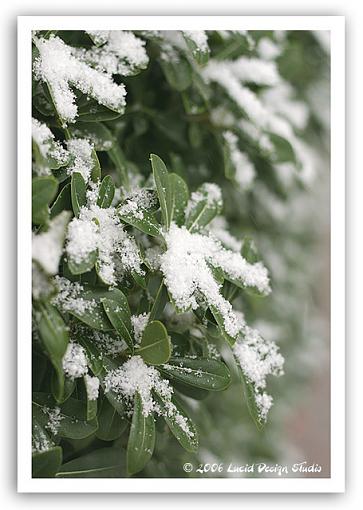 What the heck is this white stuff?-snow_leaf.jpg