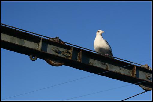 50mm f/1.8 Lens War Thread-bird_on_beam.jpg