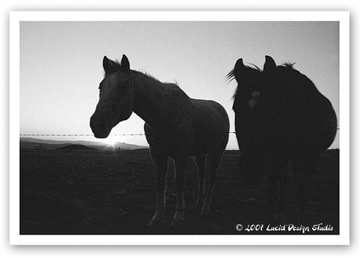 First Praktica pictures on Kodak BW400-horse2.jpg