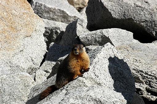 Official Yosemite Gathering Photos-marmot-1.jpg