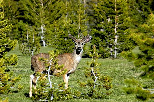 Official Yosemite Gathering Photos-deer-0183.jpg