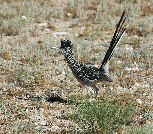 Finally a bird-road-runner.jpg