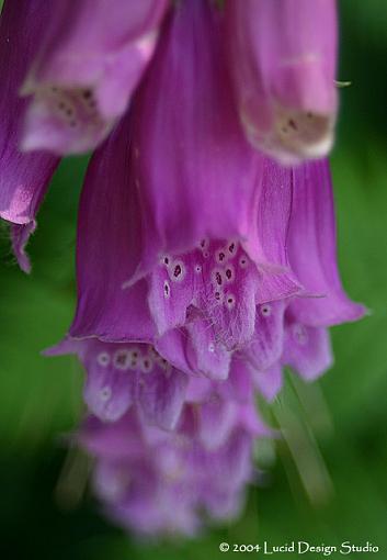 Pictures from the Huntington Library-bells.jpg