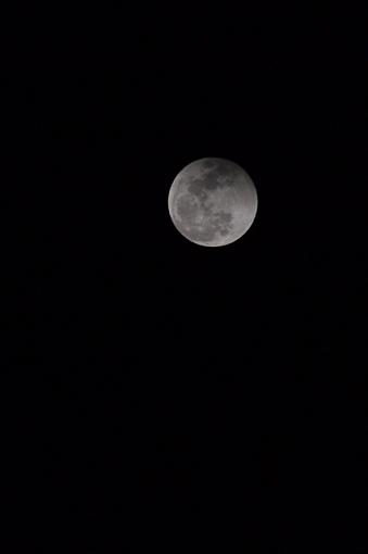 Lunar Eclipse Saturday!-dsc_1113.jpg