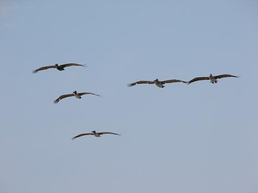 Shooting The Coolpix 5700 On The Fly...-pelicans-01-07-jun-04-pr.jpg