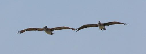 Shooting The Coolpix 5700 On The Fly...-pelicans-01-07-jun-04-horizontal-crop.jpg