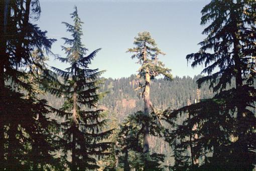 Old Mt St Helens Before Photos-neg000087.jpg