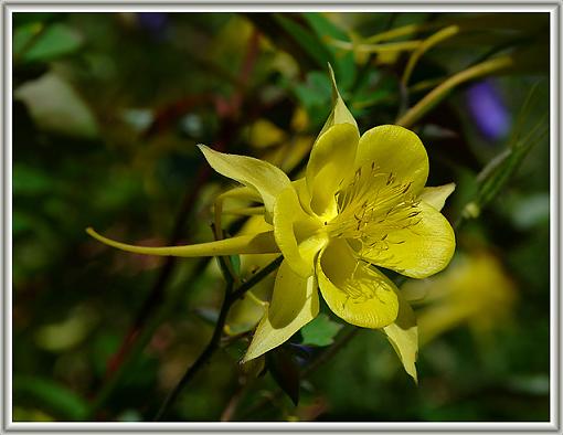 A Visit to the Denver Botanic Gardens-dsc_1675-colum-2-web.jpg