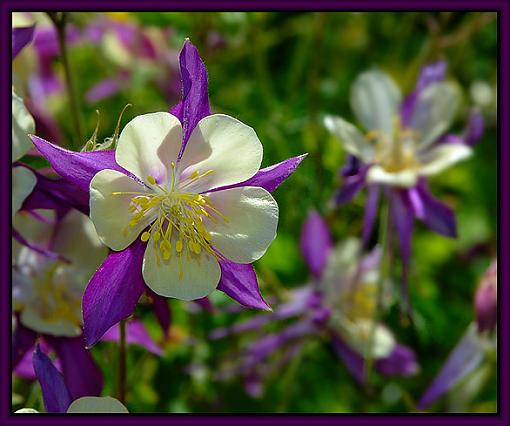 A Visit to the Denver Botanic Gardens-dsc_1773-blue-col-fl-web.jpg