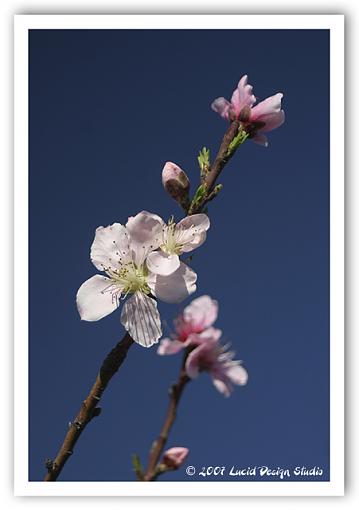 Pre-Spring Treat-peach-bud.jpg