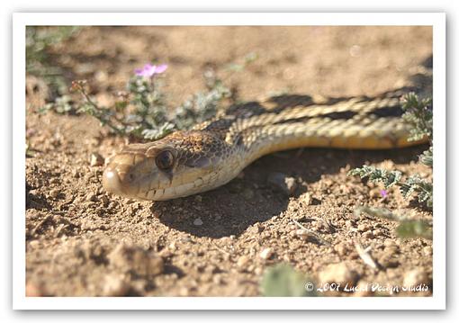 Pre-Spring Treat-gophersnake.jpg